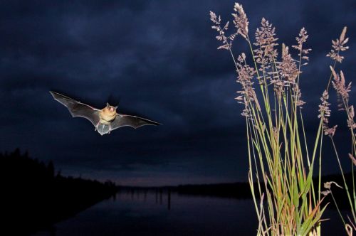 Μαζική εξολόθρευση νυχτερίδων στην βόρεια Αμερική από μεταδοτική ασθένεια