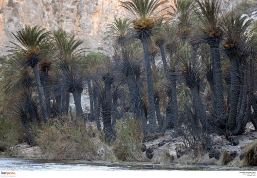 Άμεσα αναδασωτέο κηρύχθηκε το φοινικόδασος της Πρέβελης