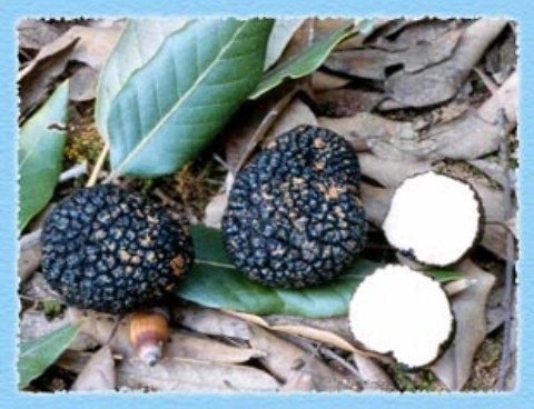 2η Γιορτή Μανιταριού Τρούφας στην Αργαλαστή Πηλίου