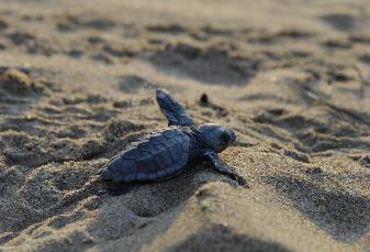Τα πρώτα βήματά τους προς τη ζωή έκαναν οι νεογέννητες θαλάσσιες χελώνες στη Ζάκυνθο