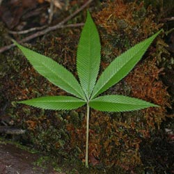 Η ινδική κάνναβη στη ανακούφιση του χρόνιου νευροπαθητικού πόνου