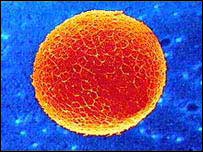 Πρωτεϊνικό έλλειμμα συντελεί στον εκφυλισμό των ωαρίων