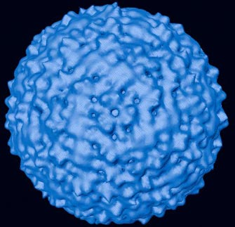 Στα 24 ανέρχονται τα θύματα του ιού του Δ.Νείλου