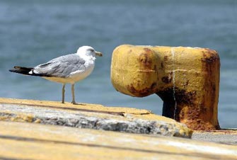 Τα αποδημητικά πουλιά ίσως συμβάλλουν στην εξάπλωση των ανθεκτικών μικροβίων