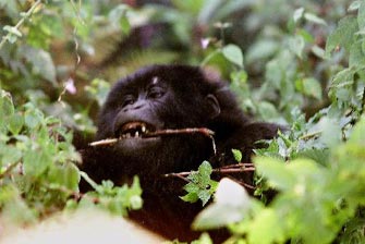 Η ελονοσία μεταδόθηκε από τους γορίλες στους ανθρώπους