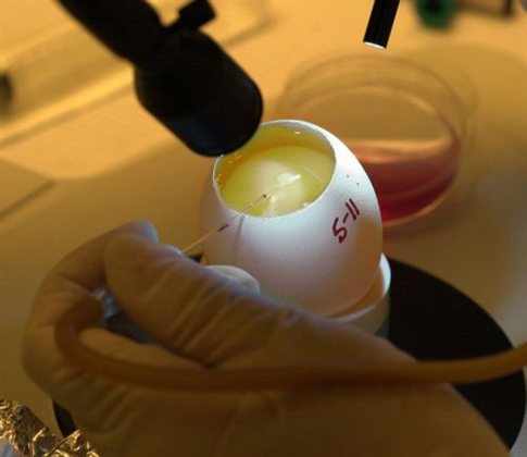 Αναστέλλεται προσωρινά η απαγόρευση έρευνας στα ανθρώπινα βλαστοκύτταρα