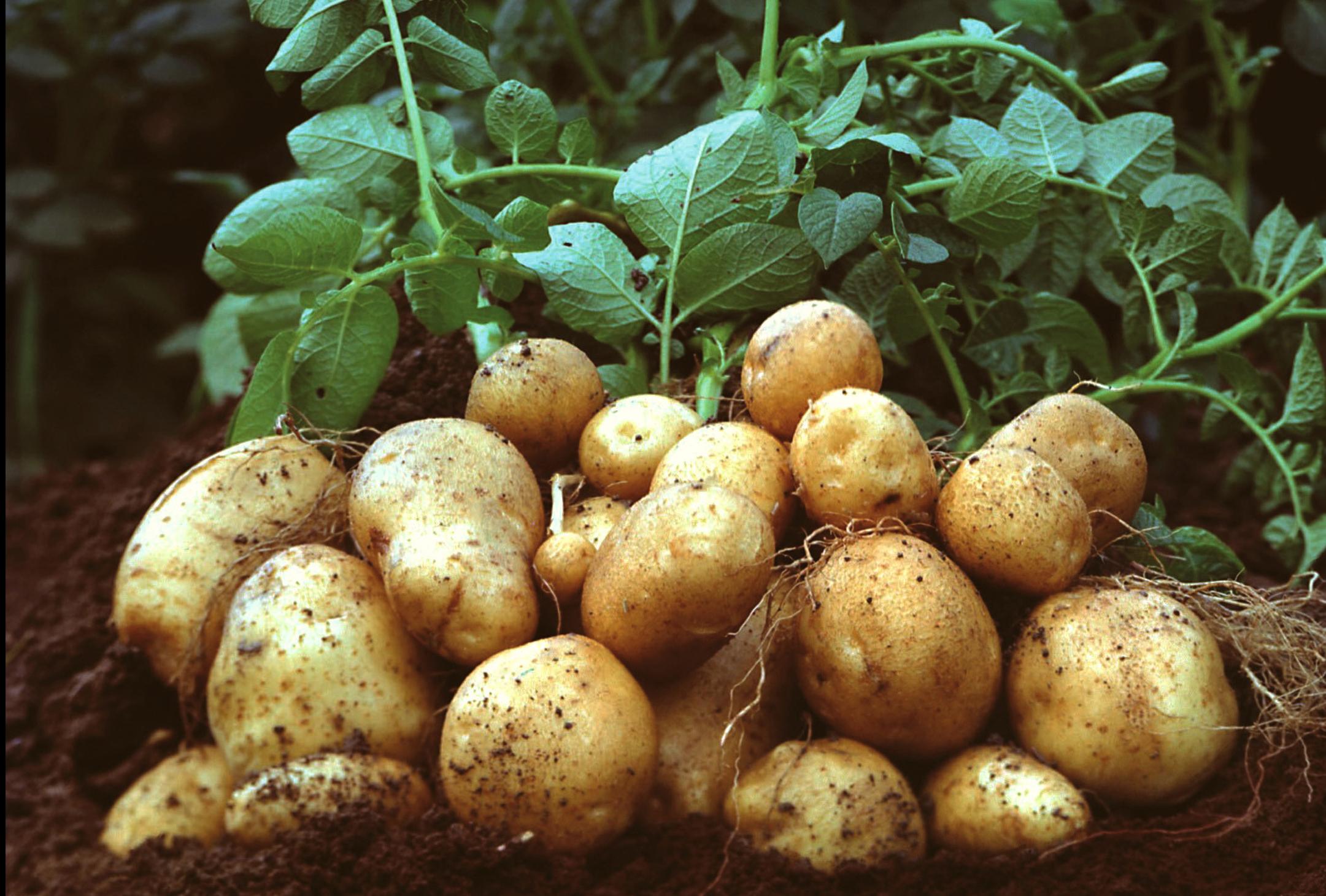 Η BASF παραδέχεται γκάφα με τη σπορά «μεταλλαγμένης» πατάτας στη Σουηδία