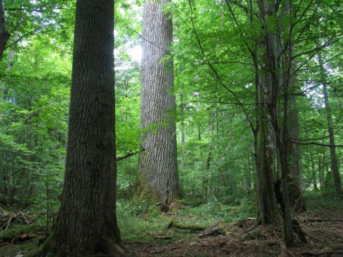 Η παράνομη υλοτομία «απειλεί το τελευταίο αρχέγονο δάσος της Ευρώπης»