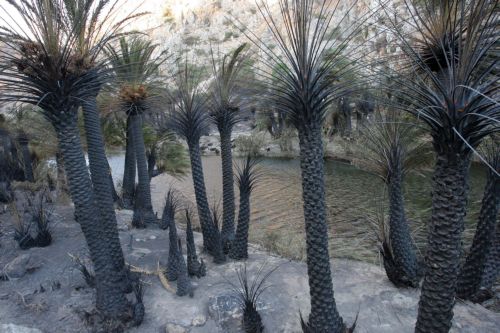 Αναδασωτέο κηρύχθηκε το φοινικόδασος του Πρέβελη