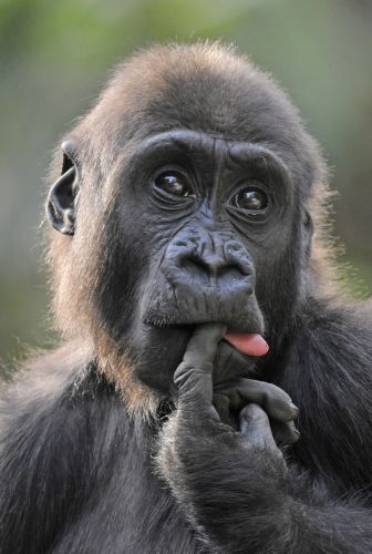 Έρευνα «αθωώνει» τους χιμπατζήδες για τη μετάδοση της ελονοσίας στον άνθρωπο