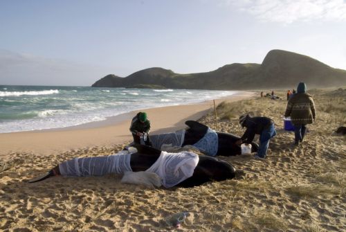 Αγώνας δρόμου στη Νέα Ζηλανδία για να σωθούν 24 φάλαινες