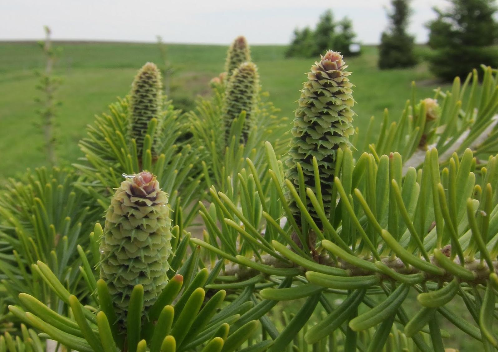 Σε κίνδυνο εξαφάνισης το ένα πέμπτο των φυτών του κόσμου