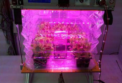 Λαχανικά για αστροναύτες ξεφυτρώνουν στην έρημο της Αριζόνα