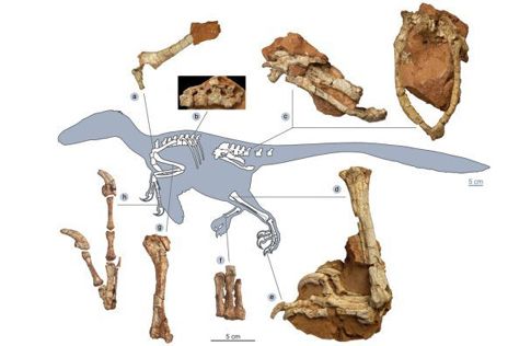 Νέος δεινόσαυρος στη Ρουμανία ήταν σαν «κοντόχοντρος δράκος»