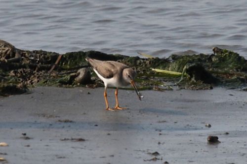 Σπάνια είδη πτηνών εντοπίστηκαν στο Δέλτα Αξιού στο Θερμαϊκό