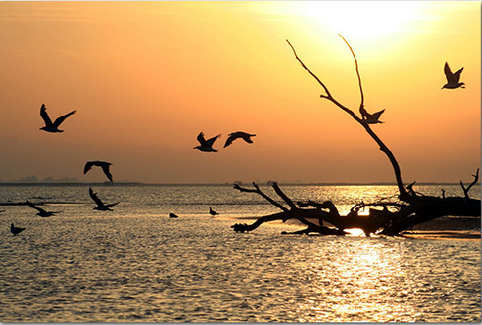 Tρία σπάνια είδη πουλιών εντοπίστηκαν στο Δέλτα Αξιού-Λουδία-Αλιάκμονα