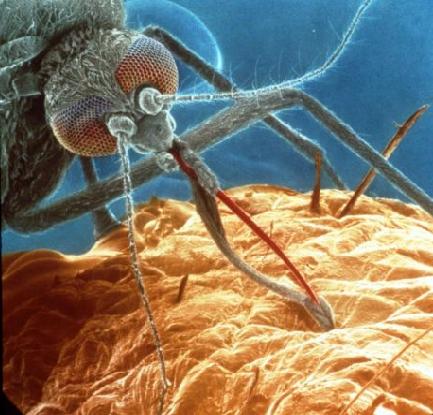 Στους 13 οι νεκροί από τον ιό του Δυτικού Νείλου