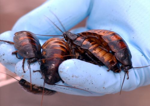 Πανίσχυρα αντιβιοτικά «βρέθηκαν στον εγκέφαλο των κατσαρίδων»