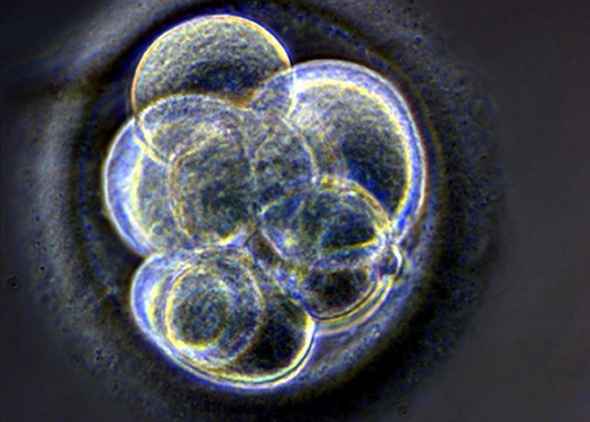 Προσωρινή άρση των αμερικανικών περιορισμών στην έρευνα με βλαστοκύτταρα