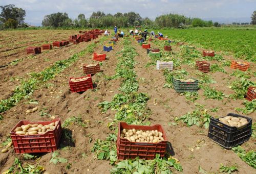 Θρεπτικότερη γενετικά τροποποιημένη πατάτα ανέπτυξε η Ινδία
