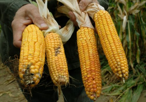 «Όχι» των χωρών-μελών της ΕΕ σε λύση «a la carte» για την καλλιέργεια μεταλλαγμένων