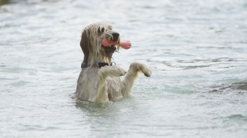 Αμερικανοί επιστήμονες ερευνούν πώς στεγνώνει μία βρεγμένη γάτα