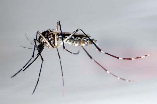 «Μεταλλαγμένα» κουνούπια θα τα βάλουν με το δάγγειο πυρετό στη Μαλαισία