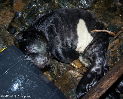 Νεογέννητο ορφανό φωκάκι διασώθηκε στην Εύβοια