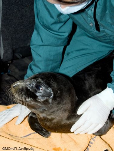 Νεογέννητη ορφανή μεσογειακή φώκια στην Εύβοια