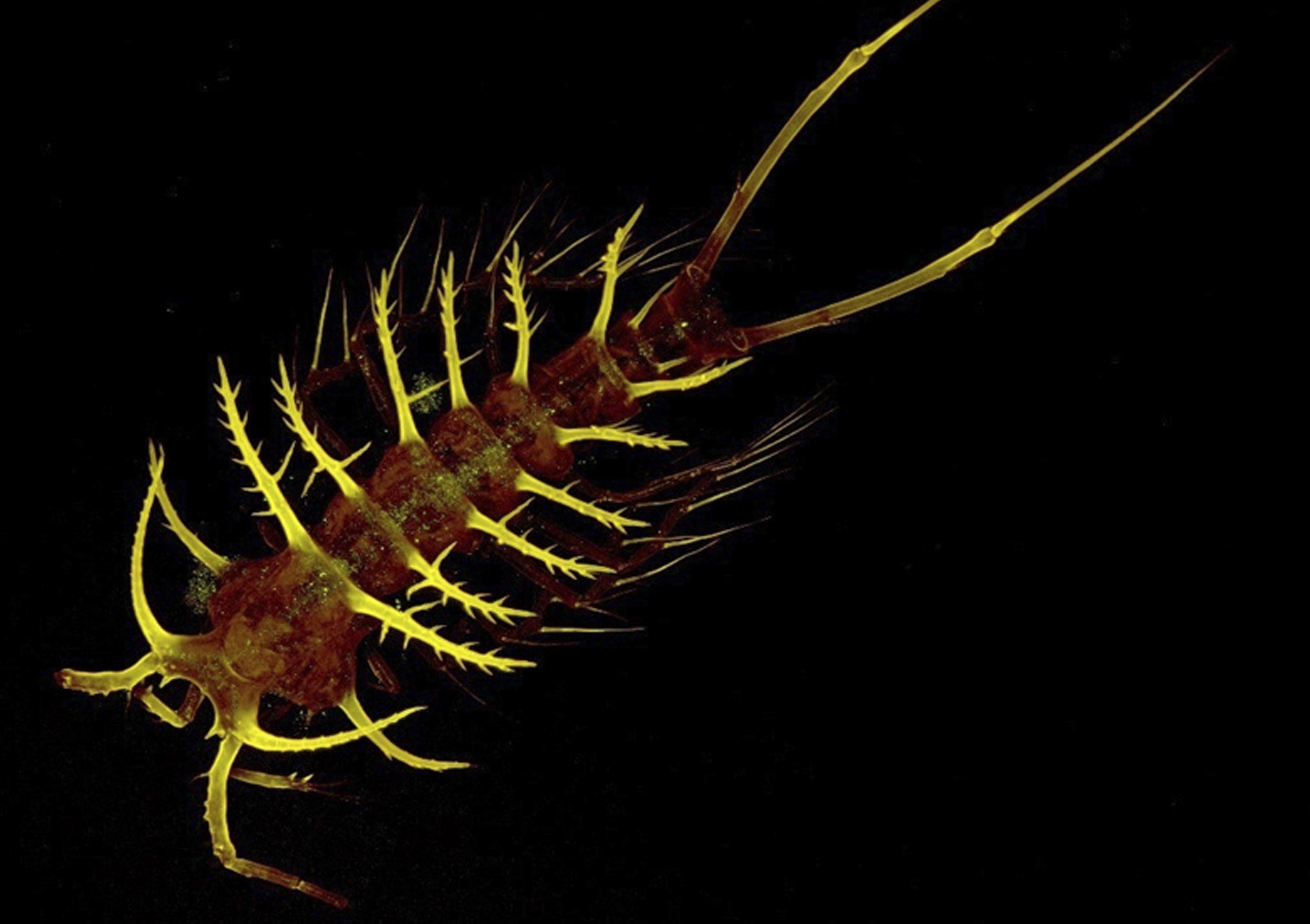 Ολοκληρώθηκε, έπειτα από μια δεκαετία, η Απογραφή της Θαλάσσιας Ζωής