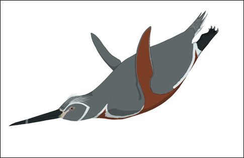 Ασυνήθιστα χρώματα βρέθηκαν σε απολίθωμα γιγάντιου πιγκουίνου