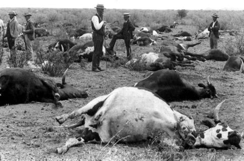 Σοβαρή ασθένεια των βοοειδών «εξαλείφθηκε από τον πλανήτη»