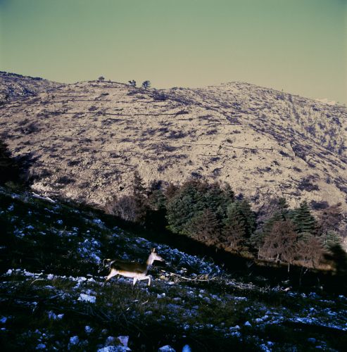 H Πάρνηθα μετά την καταστροφή του 2007 από τον φακό του Έκτορα Δημησιάνου