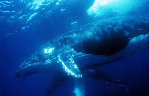 Μεγάπτερη φάλαινα σπάει το ρεκόρ μεγάλων αποστάσεων