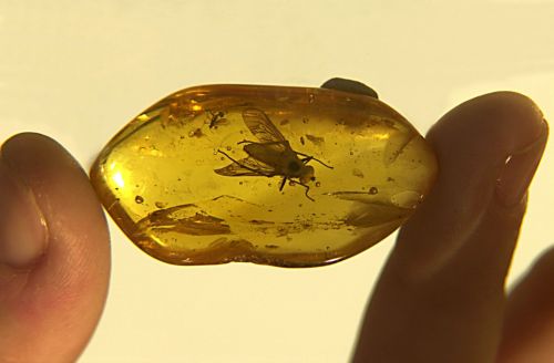 Έντομα σε κεχριμπάρι διηγούνται τις περιπέτειες της Ινδίας