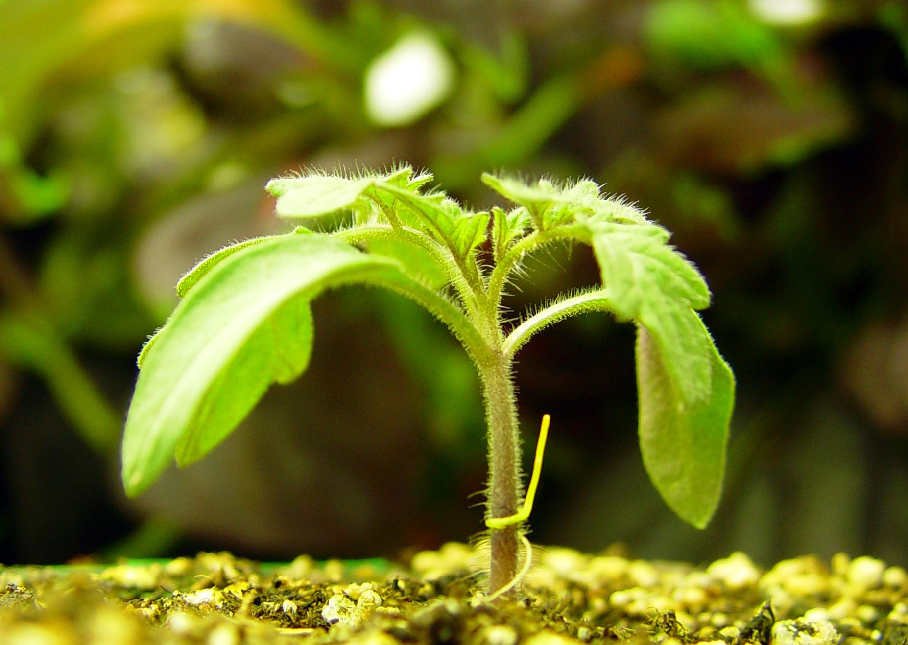 Στενεύουν τα περιθώρια συμφωνίας στη διάσκεψη του ΟΗΕ για τη βιοποικιλότητα