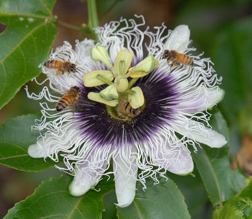 Οι μέλισσες κάνουν μαθηματικούς υπολογισμούς πιο γρήγορα και από υπολογιστή