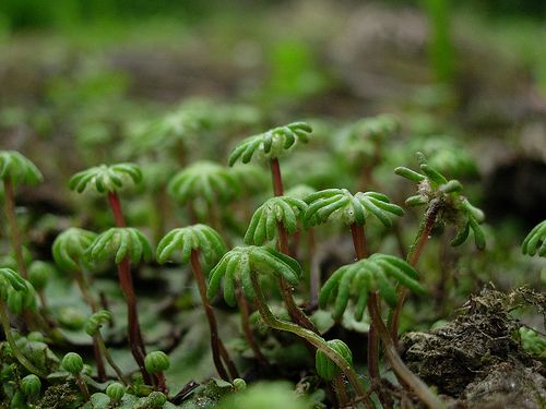 Στο φως τα απολιθώματα των αρχαιότερων χερσαίων φυτών