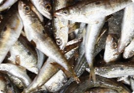 Μαριδόπιτα