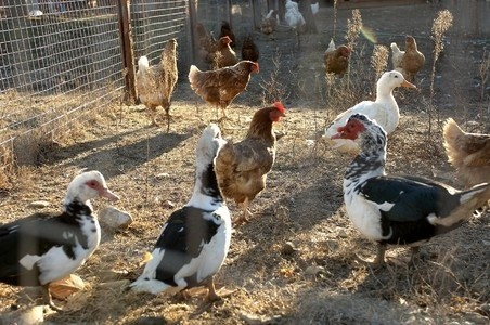 Οι εργασίες στο Αγρόκτημα!