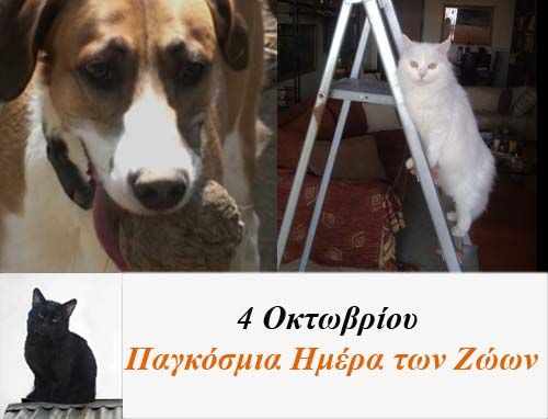 Συγκέντρωση διαμαρτυρίας μελών φιλοζωικών οργανώσεων στο Σύνταγμα