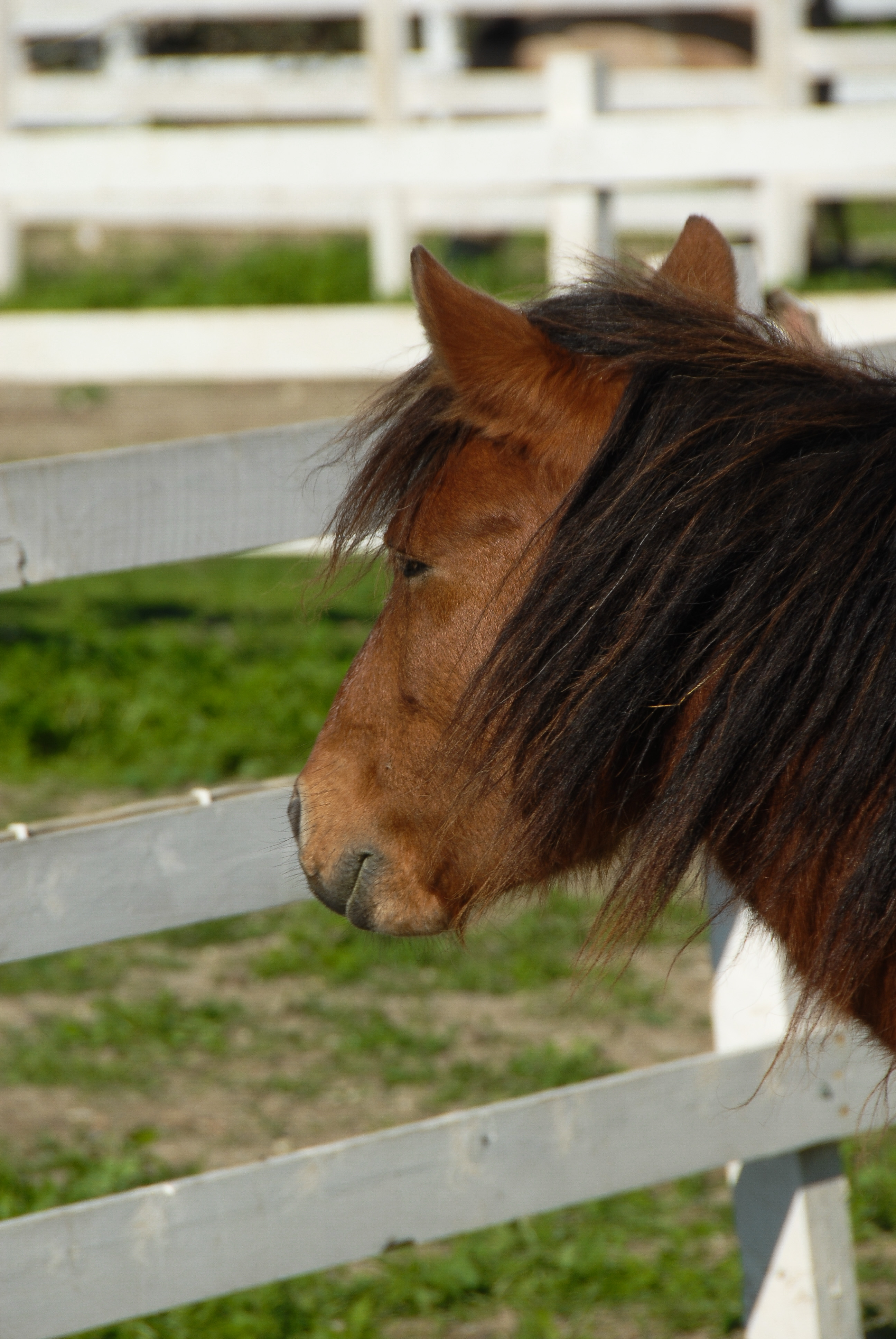 Στα μονοπάτια του σκυριανού αλόγου