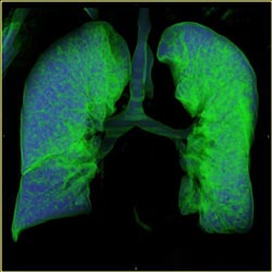 Γευστικούς υποδοχείς διαθέτουν και οι πνεύμονες