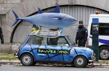 Επικρίσεις περιβαλλοντιστών για τα νέα όρια αλιείας ερυθρού τόνου