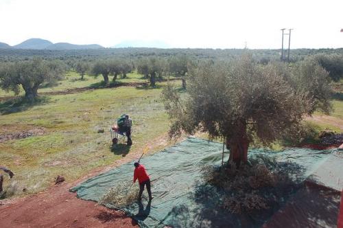 Μαζεύοντας ελιές στην «Ευμέλεια»