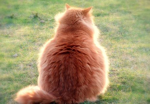 Επιδημία παχυσαρκίας φαίνεται ότι πλήττει κατοικίδια και πειραματόζωα