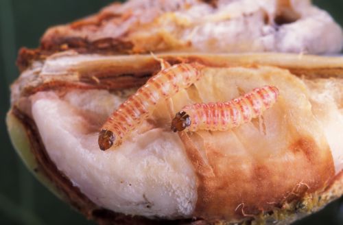 Βομβαρδισμός με νυχτοπεταλούδες εξολοθρεύει εχθρό του βαμβακιού