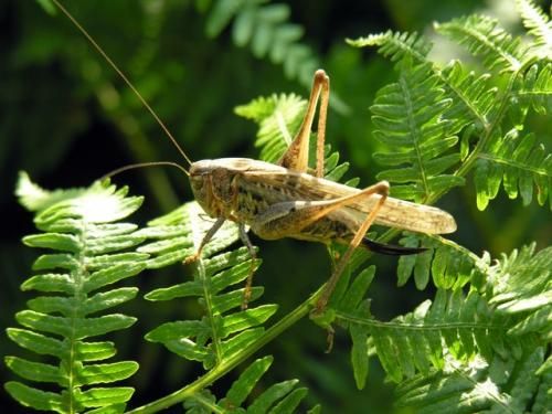 Ευρωπαϊκός γρύλος φιγουράρει με τους μεγαλύτερους όρχεις του κόσμου