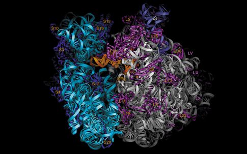 Χαρτογραφήθηκε, έπειτα από δεκαετίες προσπαθειών, το ευκαρυωτικό ριβόσωμα