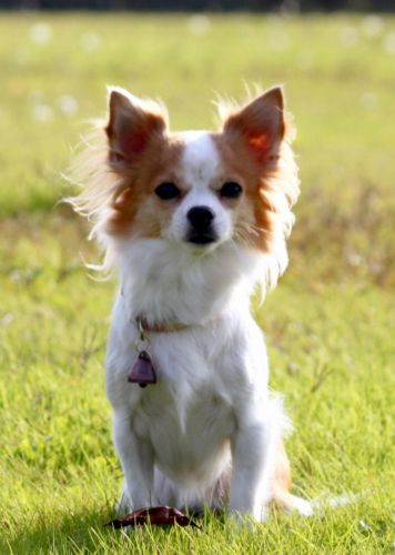 Αδίστακτος αστυνομικός σκύλος βάρους τριών κιλών στην Ιαπωνία